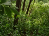 DSC08052.JPG